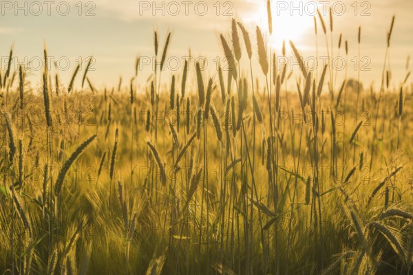 Grain field in the Achterhoek in the Netherlands with a setting sun
