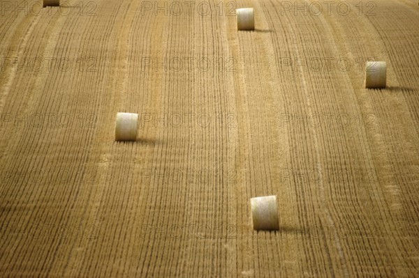 A harvested and mown grain field with rolls of straw