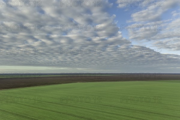Aerial view Clouds over over green agricultural fields. Young wheat seedlings