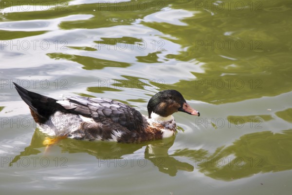 Duck float in charming lake in the Madrid park