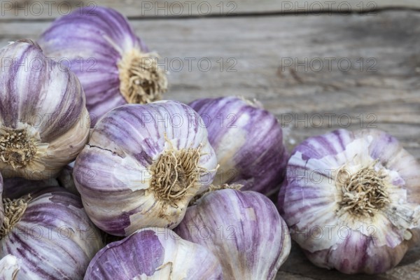 Garlic on wooden vintage background. Seedlings for planting garlic