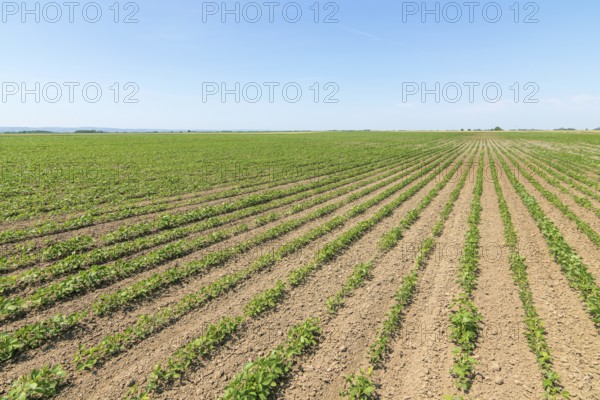 Green ripening soybean field. Rows of green soybeans. Soy plantation