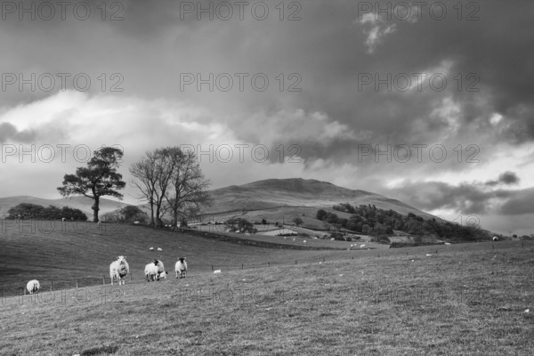 Green fields in the English countryside with grazing sheep and blue sky.Yorkshire Dales National Park, England, United Kingdom