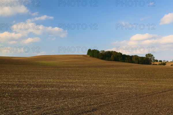 Island of trees in the middle field after harvest