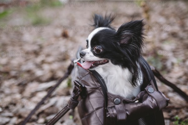 Pet Travel Carrier. Pet Carrier For Small Dog. Dog Carry Bag. Chihuahua and pet carry case. Transporting a dog in a handbag