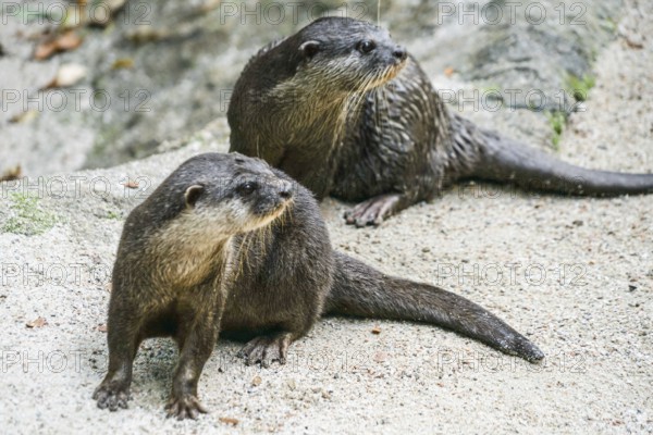Cute oriental small-clawed otter image of. Shooting Location: Singapore