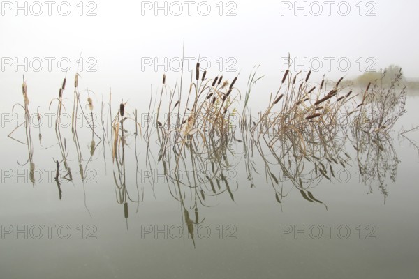 Lake landscape in mist, stems of reeds reflected in water