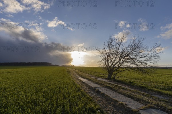 Field Field path with single tree and sunset