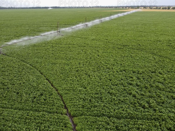 Large round field of soybeans with automatic watering, a system for watering crops