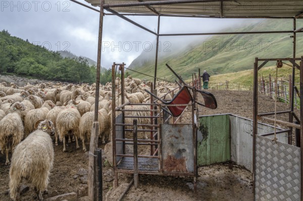Sheep waiting to be milked during their transhumance at the Vallon de Magnabaigt, Ossau valley, Pyrenees National Park, Bearn, Pyrenees-Atlantiques, Nouvelle-Aquitaine, France