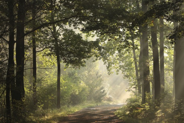 Country road through the autumn forest during sunrise