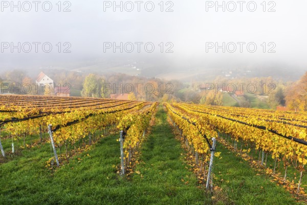 Autumn atmosphere with leaves changing colour, morning mist over vineyard and hilly landscape