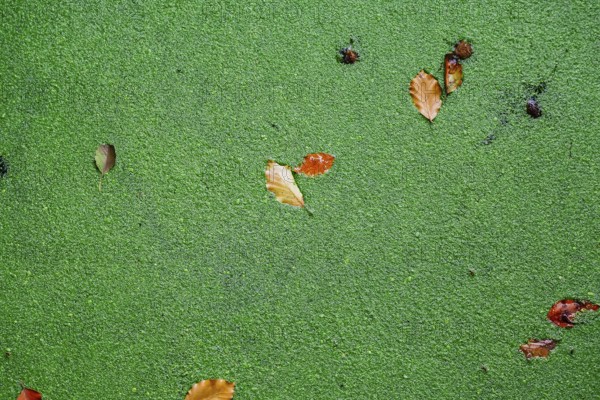 Green duckweed covers small pond with autumn leaves