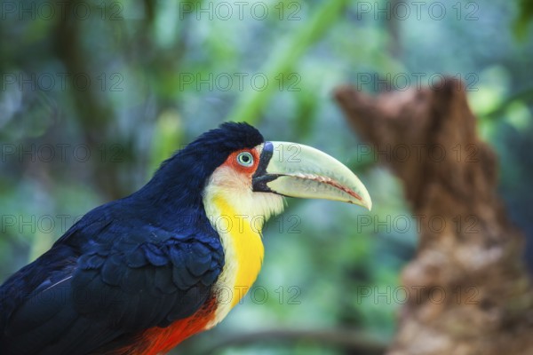 Large bird with bright plumage and huge beak. Toucan in American zoo of exotic tropical birds