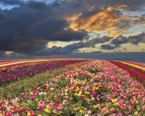 Spring thundercloud closes the sky. Buttercups blooming garden. Farmers field with flowers grown for export sales