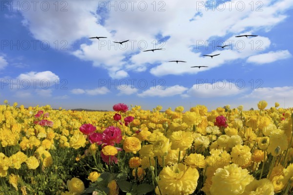 Spring in Israel. Picturesque large field of beautiful yellow buttercups ranunculus