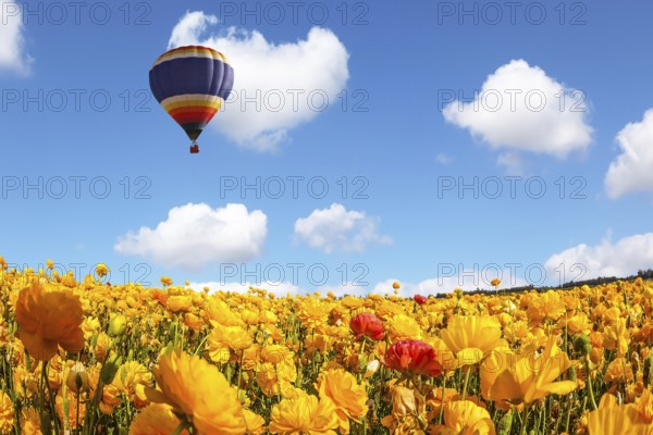 The blossoming fields of garden buttercups. Huge multicolored balloon flies slowly over the field. Concept of rural and extreme tourism