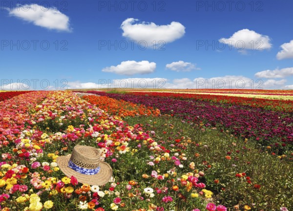 Field of multi-colored decorative buttercups Ranunculus Bloomingdale. Flowers planted with broad bands of bright colors - red, yellow and pink