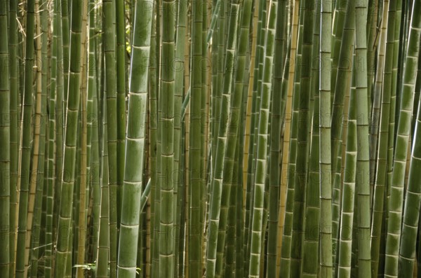 Background of a green stems of a japanese bamboo forest seen from the side, Osaka, Japan