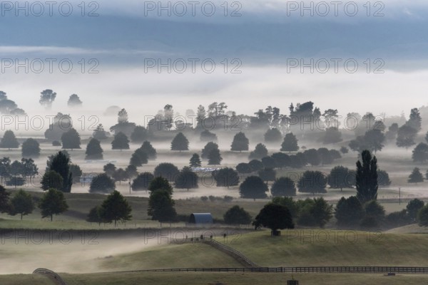 Great pasture landscape in the early morning in Matamata, North Island of New Zealand