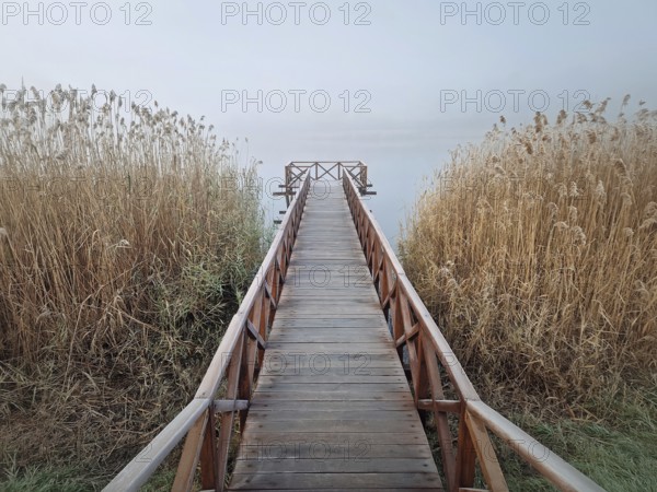 Wooden dock extending into a foggy lake, flanked by tall, dry reeds. Serene and atmospheric scene with the mist creating a sense of calm and mystery