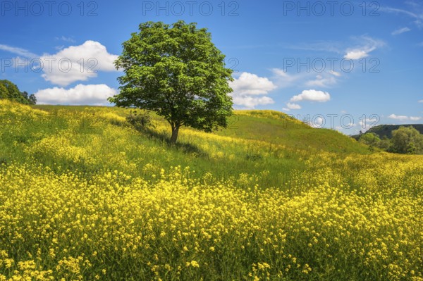 Landscape with a lonely tree in a yellow flowering meadow