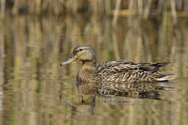 Mallard on a lake (Female) . Mallard female