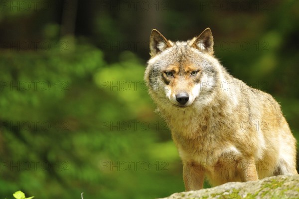 Wolf observes his surroundings