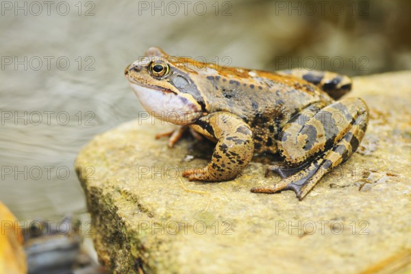 Grazing frog in the spring. Grass frog in the spring
