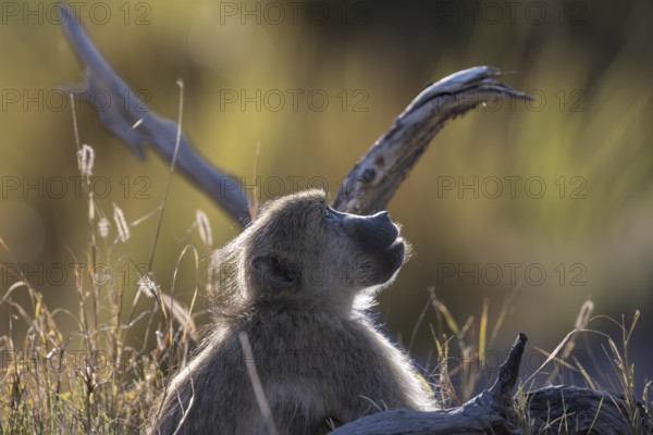 Bear baboon or chacma (Papio ursinus), Moremi Game Reserve, Okavango Delta, Maun, Botswana