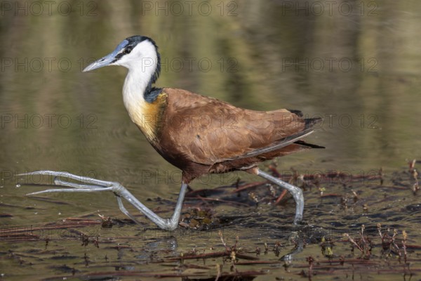 Blue-fronted Jacamar Sandgrouse (Actophilornis africanus), also known as the Jesus bird, walks across the water, Moremi Game Reserve, Okavango Delta, Maun, Botswana