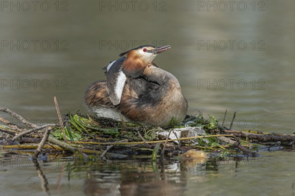 Great Crested Grebe (Podiceps cristatus) on its nest with two eggs. Bas-Rhin, Collectivite europeenne d'Alsace, Grand Est, France