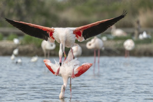 Greater Flamingo couple mating in courtship (Phoenicopterus roseus) in a swamp in spring. Saintes Maries de la Mer, Parc naturel regional de Camargue, Arles, Bouches du Rhone, Provence Alpes Cote d'Azur, France