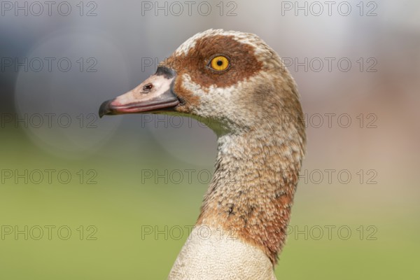 Egyptian goose (Alopochen aegyptiaca) portrait in a park. Bas-Rhin, Collectivite europeenne d'Alsace, Grand Est, France