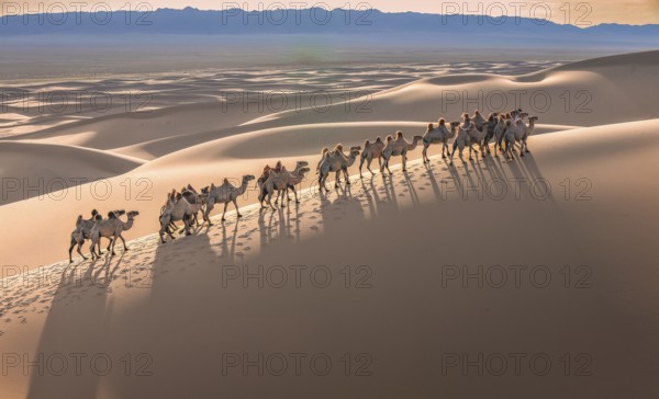 Caravan Camels in Gobi desert