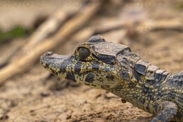 Caiman (Caimaninae), Crocodile (Alligatoridae), crocodile (Crocodylia), animal portrait, young animal, juvenile, Pantanal, inland, wetland, UNESCO biosphere reserve, world natural heritage, wetland, Mato Grosso, Brazil