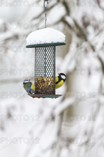 Blue tits and a Great tit at a bird feeding