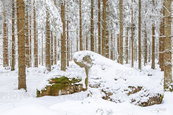 Spruce forest with snow in the winter and a rock