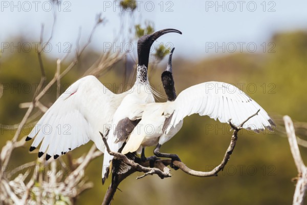 Australian White Ibis and nesting grounds at Coolart Wetlands and Homestead in Somers on a hot spring day on the Mornington Peninsula, Victoria, Australia