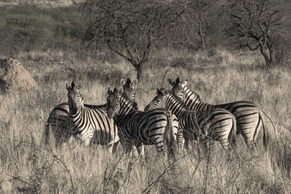 Small herd of zebras at the erongo mountains in Namibia