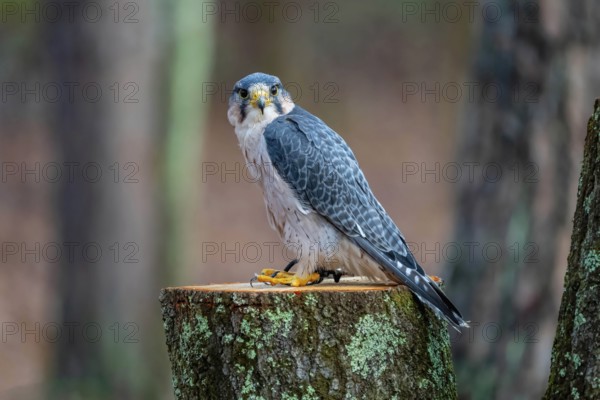 The lanner falcon (Falco biarmicus) is a medium-sized bird of prey that breeds in Africa, southeast Europe and just into Asia
