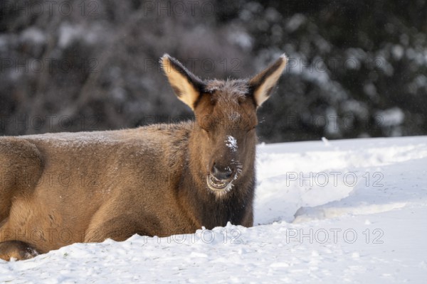 Prince Albert National Park Saskatchewan Canada Elk winter