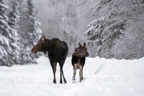 Moose in the Snow in Riding Mountain Provincial Park Canada