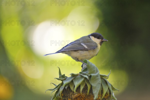 Young great tit against the light