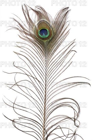 Peacock feather texture isolated on white background