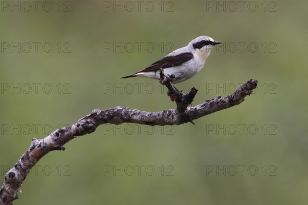 Wheatear, Oenanthe oenanthe, Wheatear