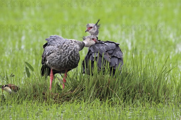 Collared Weirbird, Chauna torquata, pair, Argentina