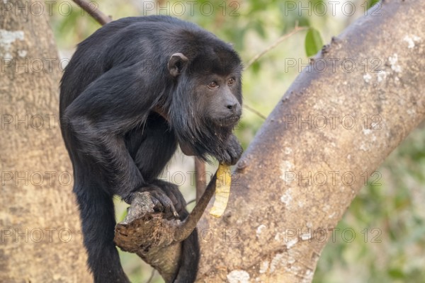 Black howler (Alouatta), Pantanal, inland, wetland, UNESCO Biosphere Reserve, World Heritage Site, wetland biotope, Mato Grosso, Brazil