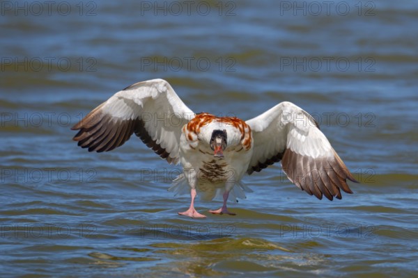 Shelduck, Tadorna tadorna, landing, flying