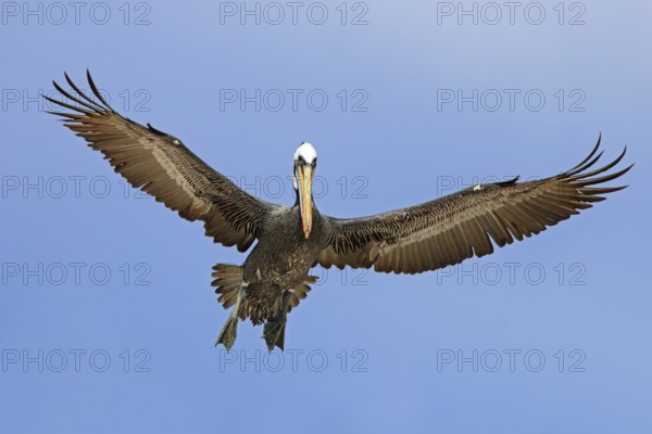 Brown pelican, Pelecanus occidentalis, flies, Landu
